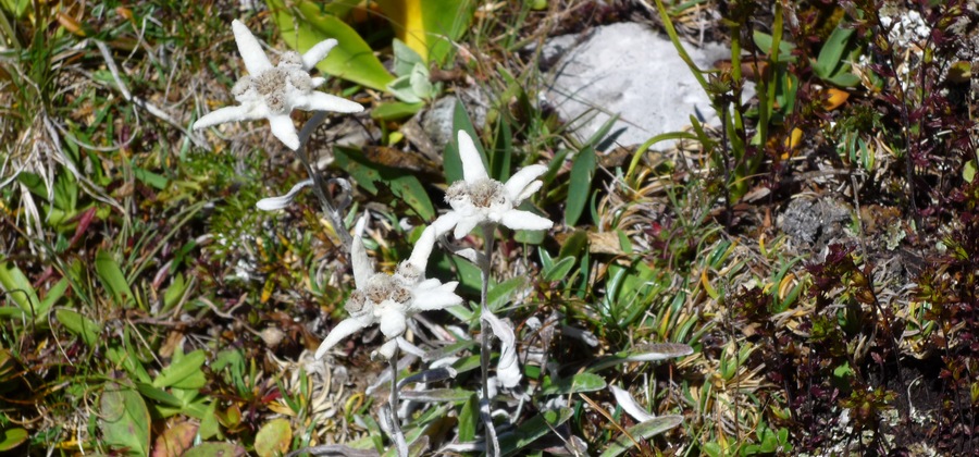 Edelweiss sur le lapiaz