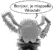 Niphatrogleuma Wildbergeri (15k)