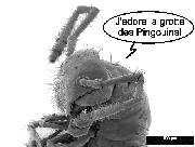 Niphatrogleuma Wilbergeri de côté(12k)