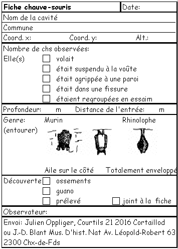Fiche chauve-souris.