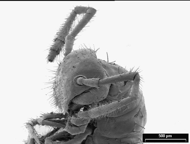 Niphatrogleuma de trois-quarts